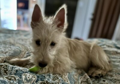 puppies4sale.org-459077189-10231180258147500-564701052310435993-n-459077189-10231180258147500-564701052310435993-n