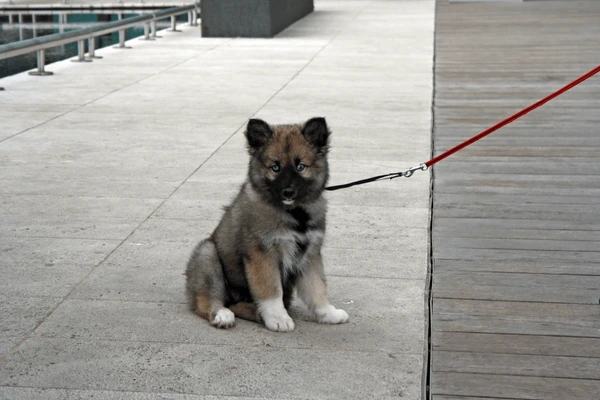 Keeshond Puppy For Sale