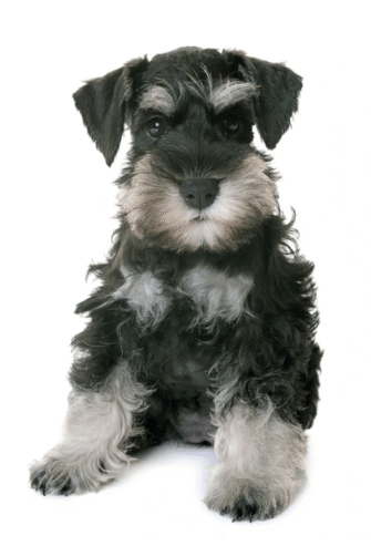 Upcoming Litter Papillion Puppies