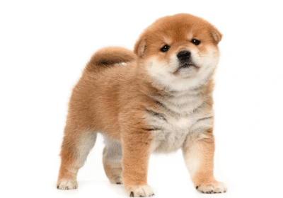 puppies4sale.org-order-on-monday-11th-august-2025-112820-pm-akita
