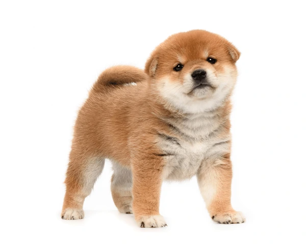 Akita Puppies For Sale In Yuma Arizona