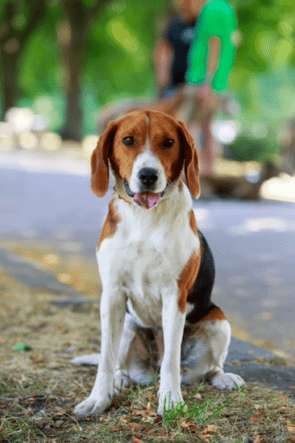 Foxhound Puppy For Sale In Rockford Illinois