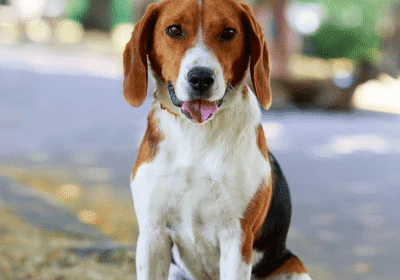puppies4sale.org-order-on-monday-11th-august-2025-112820-pm-americanfoxhoundr-4