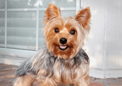 puppies4sale.org-order-on-monday-11th-august-2025-112820-pm-silky-terierng