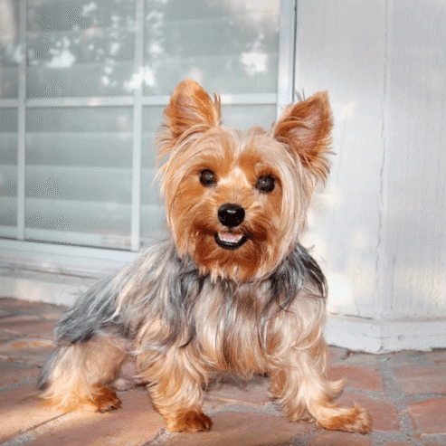 Yorkie Puppy For Sale In Birmingham Alabama