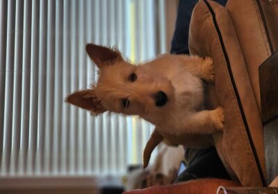 puppies4sale.org-order-on-friday-24th-october-2025-045702-pm-20240903-181055